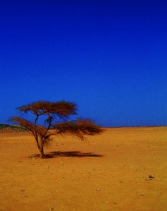 Träd i Egypten 2009.